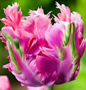 Попугайные тюльпаны, сорт Фэнтази